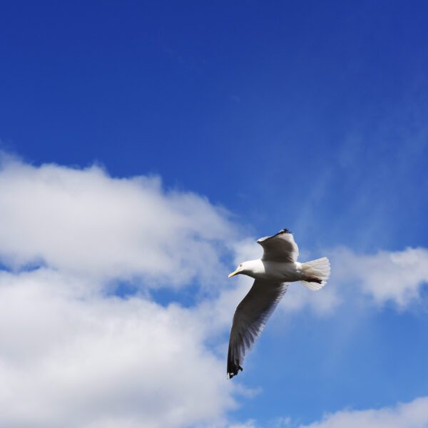Sujet été 2023 "De voyages en images "_Cette Photographie représente un Goéland dans le ciel bleu.