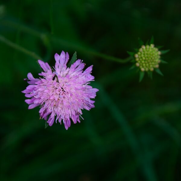 Sujet été 2021. Photographie. Titre : Voyager est la clef de ton imaginaire. Gros plan sur une fleur des champs violette.